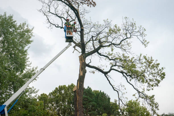 Trusted Ovilla, TX Tree Services Experts