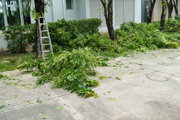 How Our Tree Care Process Works  in  Ovilla, TX