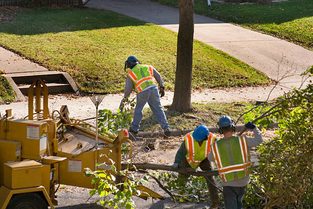 Best Utility Line Clearance  in Ovilla, TX