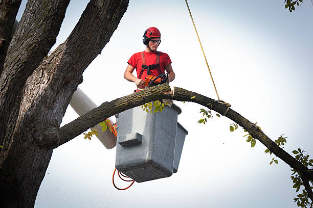 Best Palm Tree Trimming  in Ovilla, TX